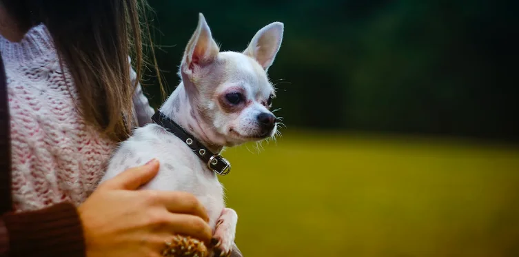 Via il cane dal bar: la polemica